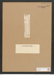 Synedra filiformis Grun. (de-Toni-Nr.: Genus 66, Species 2594) Zeichnungen Sammlung Grunow Nr. 5293 (NHMW-BOT-W0373683)